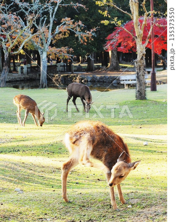 奈良県　奈良公園の子鹿と紅葉　11月 135373550