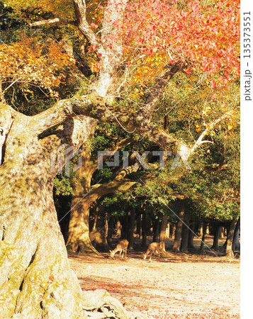 奈良県　飛火野の紅葉と鹿　11月 135373551