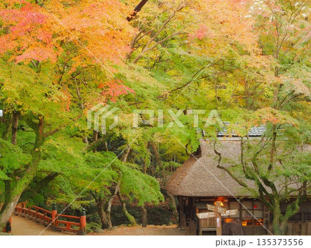 奈良県　紅葉と茅葺の平野茶屋　11月 135373556