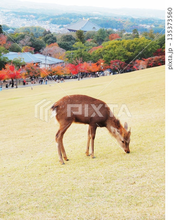 奈良県　若草山の鹿と紅葉の奈良市街　11月 135373560