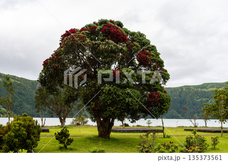 Sao Miguel Island Lakeside Trees Sao Miguel Island Lakeside Trees 135373561