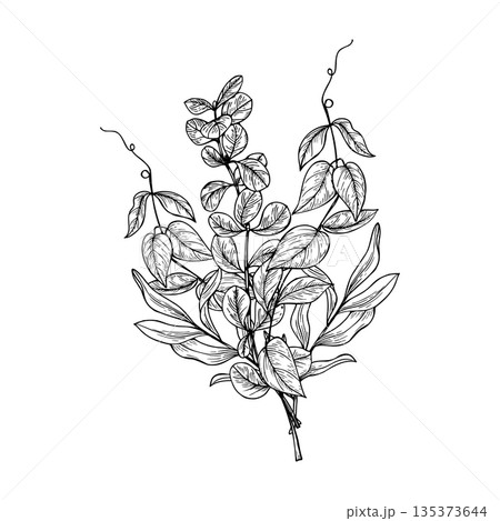 Barberry branch and vine shoots with tendrils bouquet vector black and white isolated illustration. Wintergreen plant etching drawing. Floral graphic sketch for greeting card, lifestyle decor Barberry branch and vine shoots with tendrils bouquet vector black and white isolated illustration. Wintergreen plant etching drawing. Floral graphic sketch for greeting card, lifestyle decor 135373644