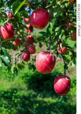 果樹園の美味しいリンゴ シナノドルチェのクローズアップ 果樹園の美味しいリンゴ シナノドルチェのクローズアップ 135373656
