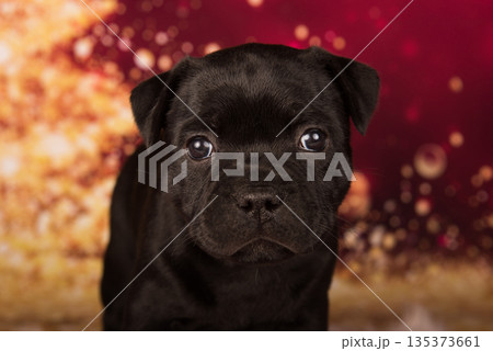 American Staffordshire Bull Terrier dog puppy on red background 135373661