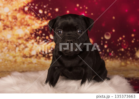 American Staffordshire Bull Terrier dog puppy on red background American Staffordshire Bull Terrier dog puppy on red background 135373663