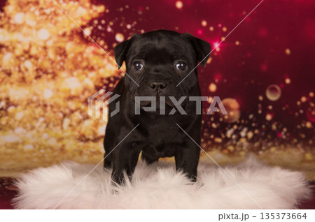American Staffordshire Bull Terrier dog puppy on red background American Staffordshire Bull Terrier dog puppy on red background 135373664
