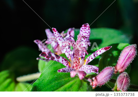 秋のガーデンに咲く美しいホトトギスの花のクローズアップ 135373738