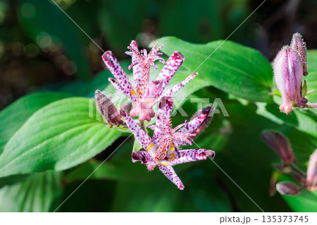 秋のガーデンに咲く美しいホトトギスの花のクローズアップ 135373745