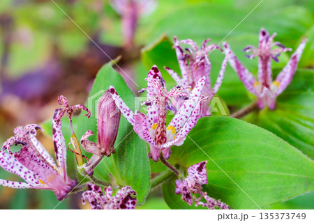 秋のガーデンに咲く美しいホトトギスの花のクローズアップ 135373749