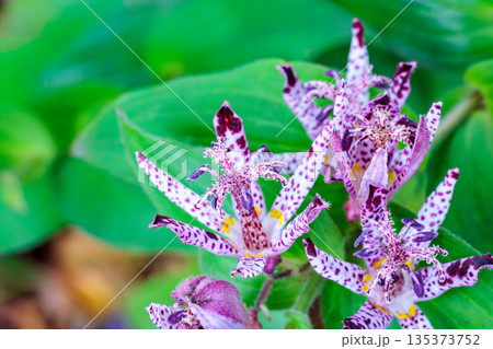 秋のガーデンに咲く美しいホトトギスの花のクローズアップ 135373752