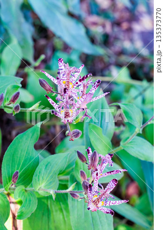 秋のガーデンに咲く美しい多くのホトトギスの花 135373770