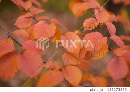 冬の森の鮮やかな紅葉の風景 135373856