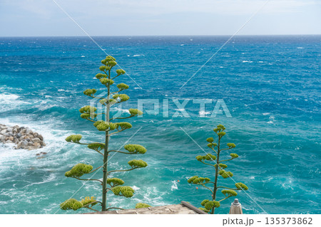 Coastal plant standing against deep blue sea background. Minimal natural composition for travel, nature and wellness concepts. 135373862
