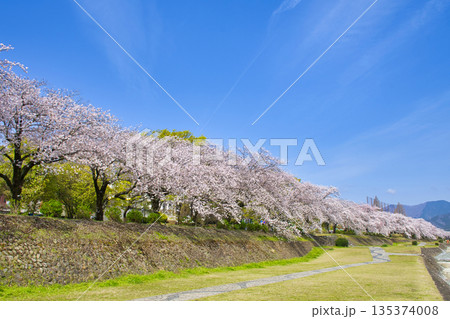 【神奈川県】水無川沿いの桜並木 135374008