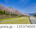 【神奈川県】水無川沿いの桜並木 135374009