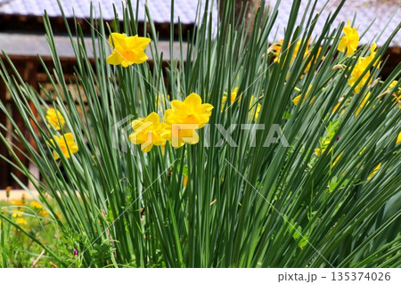 黄色いスイセンの花 黄色いスイセンの花 135374026