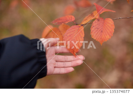 冬の森で散歩する人は鮮やかな紅葉を観察する様子 冬の森で散歩する人は鮮やかな紅葉を観察する様子 135374077