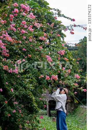 ピンクの花を撮影する女性 ピンクの花を撮影する女性 135374172