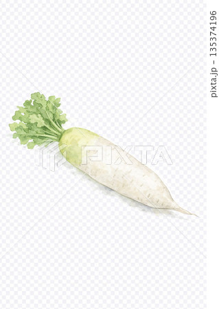 冬が旬の大根の水彩イラスト 135374196