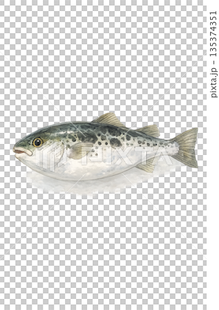 Watercolor style pufferfish 135374351