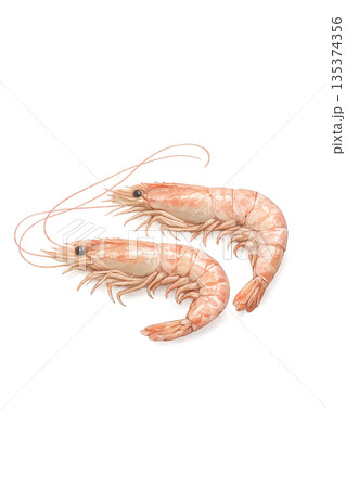 水彩画風のエビイラスト 135374356