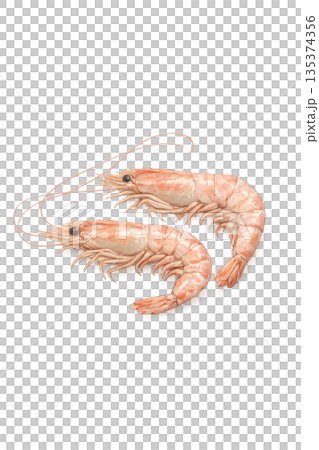水彩画風のエビイラスト 135374356