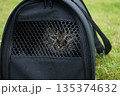 There is a carrier on the green grass, in which lies an imperturbable gray striped cat. 135374632