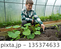 A blond-haired boy cultivates the soil around cucumber sprouts in a greenhouse. 135374633