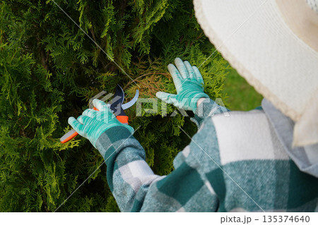 Each deliberate cut of the hand pruner, made by hands in a green plaid work shirt, removes a yellow-thatched branch, revealing healthier green thuja beneath. Each deliberate cut of the hand pruner, made by hands in a green plaid work shirt, removes a yellow-thatched branch, revealing healthier green thuja beneath. 135374640
