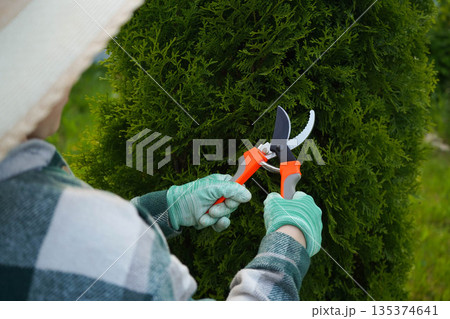 In a close-up, the contrast is clear: the vibrant green plaid of the shirt against the dead yellow branches being severed from the thuja with a sharp pruner. In a close-up, the contrast is clear: the vibrant green plaid of the shirt against the dead yellow branches being severed from the thuja with a sharp pruner. 135374641