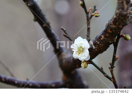 うめ 春告草 ソシンロウバイ 135374642