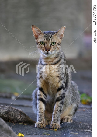 虎猫 寅猫 トラ猫 135374765