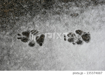 Dog Animal Paw Prints in Snow on Asphalt, Winter Tracks Background Dog Animal Paw Prints in Snow on Asphalt, Winter Tracks Background 135374887