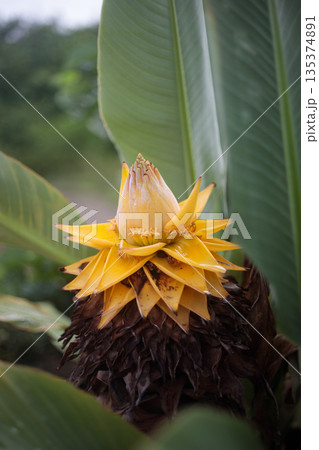 黄金色に咲くバナナの花(ゴールデン・ロータス・バナナ) 黄金色に咲くバナナの花(ゴールデン・ロータス・バナナ) 135374891
