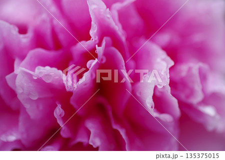 ピンク色の芍薬の花のクローズアップ写真です。花びらに水滴があります。 ピンク色の芍薬の花のクローズアップ写真です。花びらに水滴があります。 135375015
