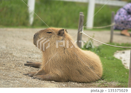 リラックスしたカピバラ 135375029