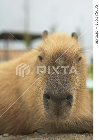 リラックスしたカピバラ 135375035