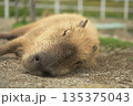 リラックスしたカピバラ 135375043