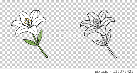 Simple white lily icon illustration 135375423