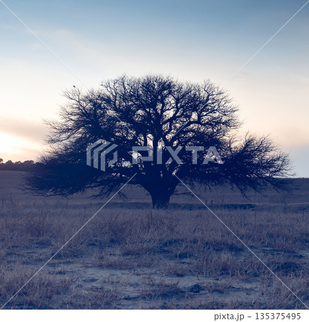 Pampas countryside landscape, La Pampa province, Patagonia, Argentina. 135375495
