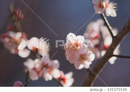 白い梅の花 白い梅の花 135375539