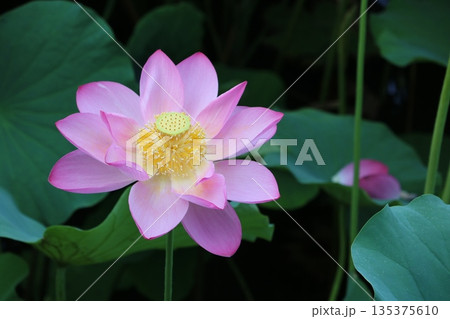 満開を迎えた蓮の花 満開を迎えた蓮の花 135375610