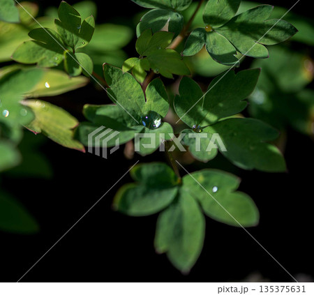 Fresh Green Columbine Leaves With Morning Dew Fresh Green Columbine Leaves With Morning Dew 135375631