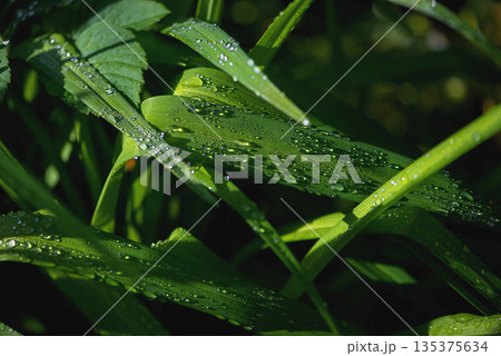 Lush Green Grass Leaves With Dew Pattern Lush Green Grass Leaves With Dew Pattern 135375634