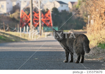 テリトリーを侵されて不機嫌な顔の野良猫 135375670
