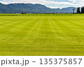 Natural lawn growing on a farm. Green lawn with irrigation system over the field on summer day 135375857
