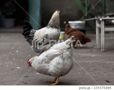 Charming Chickens for Farm and Agriculture Photography Charming Chickens for Farm and Agriculture Photography 135375894
