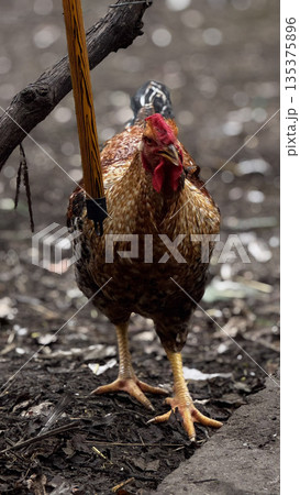 Colorful Chicken Roaming in a Rustic Farmyard Setting Colorful Chicken Roaming in a Rustic Farmyard Setting 135375896
