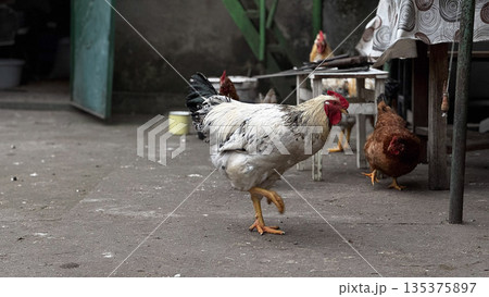 Free-Ranging Rooster Walking in Rustic Farmyard Setting Free-Ranging Rooster Walking in Rustic Farmyard Setting 135375897