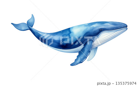 クジラの水彩イラスト 135375974